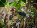 Rooibors-tamandoe (Saguinus labiatus), 5 of 6