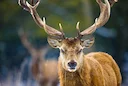 Caza en Tamaulipas: Guía completa para disfrutar de la caza deportiva, regulaciones, especies y los mejores lugares en este fascinante estado mexicano

Tamaulipas, en el 