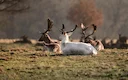 Rehkitzmarkierung Luzern: Jäger retten Wild vor Mähtod durch Profitraining

Rehkitzmarkierung Luzern: Jäger lernen tierschonende Rehkitzrettung vor der Mahd. Profitrainin