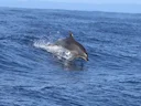 Indo-Pasifiese springvis (Tursiops aduncus), 3 of 3