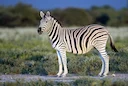 Seebras (lat. Hippotigris is'n subgenus van die perdgenus, insluitend die Spesies Burchell se sebra (Equus quagga), Grevy se sebra (Equus grevyi) en bergsebra (Equus sebr