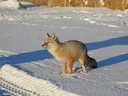 Corsakvos (Vulpes corsac), 2 of 3