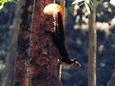 Indiese reuseekster (Ratufa indica), 1 of 3