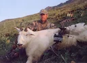 Alaska’s Mountain Goat
Alaska’s other species of all-white, hoofed, large mammal is the mountain goat (Oreamnos americanus), inhabiting steep and broken mountain terrain 