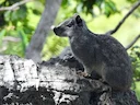 Akrobetiese kavia
