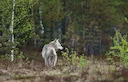 Le loup s'invite dans l'Aisne, cinq attaques suspectées depuis 2024 

Le loup poursuit son expansion en France et fait désormais son apparition dans le département de l'A