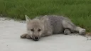 Scientists clone first Arctic wolf

What if scientists could bring back extinct or endangered species? Well, that’s exactly what these Chinese researchers are trying to d