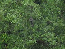 Java-gibbon