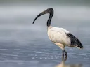 La Vergogna d'Europa: Due Ibis Eremiti Uccisi a Colpi di Arma da Fuoco in Italia

Un episodio che ha scosso la comunità conservazionista europea. Due ibis eremiti, uccell