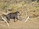 Suid-Amerikaanse tapir (Tapirus terrestris), 2 of 3