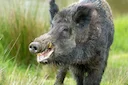 Oise: la Préfecture mobilise les louvetiers contre les sangliers, la Fédération des Chasseurs monte au créneau 

Un arrêté préfectoral ordonnant aux 21 lieutenants de lou