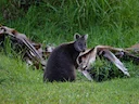 Calaby se pademelon (Thylogale calabyi), 4 of 5