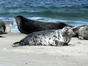 Grysseehond (Halichoerus grypus), 7 of 12