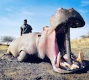 Hippo Hunting in Uganda: season, methods, costs. 
A Practical Guide for Hunters.

Uganda, known as the "Pearl of Africa," offers a unique and challenging hunting experien