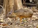 Klein Oosterse chevrotain (Tragulus kanchil), 6 of 7