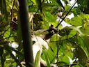 Rooibors-tamandoe Rooibors-tamandoe