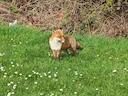 Rooidoringvos (Kruisvos) (Vulpes vulpes crucigera), 1 of 3