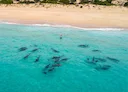 Eyre Peninsula Hunting: Legislation in Coastal Regions, Demographics, Associations and Clubs, Laws and Hunting Seasons
The Eyre Peninsula, located in South Australia, is Eyre Peninsula Hunting: Legislation in Coastal Regions, Demographics, Associations and Clubs, Laws and Hunting Seasons
The Eyre Peninsula, located in South Australia, is
