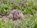 Townsend se grondseekatjie (Urocitellus townsendii), 4 of 4