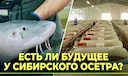 Абалакский рыбзавод выводит осетра из Красной книги

Абалакский рыбозавод в Новосибирской области стал одним из ключевых центров по сохранению и восстановлению осетровых 