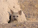 Suider-aardwolf (Proteles cristatus), 4 of 5