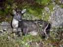 Gryse goral (Grijs goral) (Naemorhedus griseus), 2 of 3