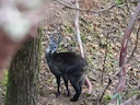 Himalayamuskushert (Moschus leucogaster), 4 of 5