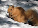 Oos-Amerikaanse grys eekhoring (Sciurus carolinensis), 3 of 3