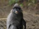 Indochinese grys-langur (Trachypithecus crepusculus), 3 of 4