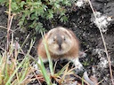 Arktiese lemming