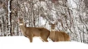 Forest Company Proposes Dog Hunting for Roe Deer During February Season
Sweden’s forestry sector is pushing for broader hunting rights, including the use of dogs during Forest Company Proposes Dog Hunting for Roe Deer During February Season
Sweden’s forestry sector is pushing for broader hunting rights, including the use of dogs during