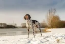Курцхаар
Изначально кинологи полагали, что предки курцхааров населяли территорию Германии ещё с незапамятных времён. Тогда их содержали представители немецкой и австрийск