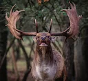 The October 2024 fallow deer rut in the stunning dunes of the Netherlands is an unforgettable spectacle of nature. As autumn colors take hold, these elegant creatures gat