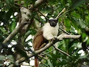 Brasiliaanse kaalgesig-tamarijn (Saguinus bicolor), 3 of 3
