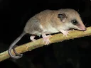 Karimi se vetstert-buideldas