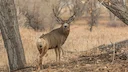 Drought impacts mule deer antler growth in Texas

Long-term drought has resulted in massive reverberations across the West. In Texas, it has impacted mule deer, particula