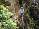 Shortridge se gemerkte langur (Trachypithecus shortridgei), 2 of 3