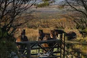 Stags, Ponies, Raptors – what an amazing day we’ve had! 🦌🐴🦅

Today was all about being surrounded by nature's finest. The majestic stags, with their powerful antlers, 