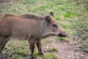 Gefährlicher Parasit beim Wildschwein entdeckt

Aktuelle Warnung vor gefährlichem Parasit beim Wildschwein. Alles zur Ansteckungsgefahr, Trichinen-Gefahr und Hygiene-Rege