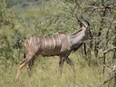 Groot koesoe (Tragelaphus strepsiceros), 3 of 8