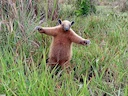 Suidelike tamandua (Tamandua tetradactyla), 1 of 5