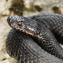 Adder Snake Warning in the UK: Hunters and Outdoor Enthusiasts Urged to Stay Alert This Spring

As spring temperatures rise across the UK, wildlife experts are warning hu