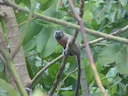 Witvoettamaryn (Saguinus leucopus), 1 of 5