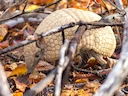 Drieband-armadillo (Tolypeutes tricinctus), 3 of 6
