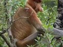 Proboscis Monkey (Nasalis larvatus), 7 of 7