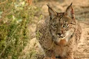 The Eurasian lynx (Lynx lynx) is a medium-sized wild cat widely distributed from Northern, Central and Eastern Europe to Central Asia and Siberia, the Tibetan Plateau and