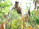 Martins-se-tamarijn
