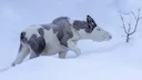 "Norway - 'King of the Forest' is Causing a Stir"
The moose is called the "king of the forest". There are good reasons for that, it is Norway's largest mammal on land.
"Norway - 'King of the Forest' is Causing a Stir"
The moose is called the "king of the forest". There are good reasons for that, it is Norway's largest mammal on land.