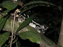 Gebandeerde linsang (Prionodon linsang), 4 of 5