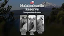 Temporadas de caza en la Reserva Nacional Malalcahuello, Chile: permisos y normas, restricciones, limitaciones y especies protegidas, consejos prácticos

¿Cuándo se puede